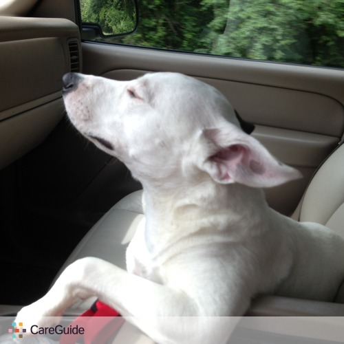Pet Care Provider Allison O's Profile Picture