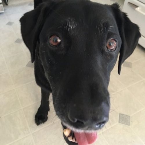 Pet Care Job Robert H's Profile Picture