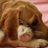 Excellent, Responsible Pet Lover Available with References West end/Nepean