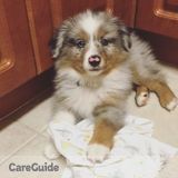 In need of a puppy loving pet sitter!