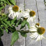 Housekeeper in Calgary with many years of cleaning experience...