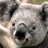 Must LOVE all animals!
