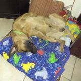 I love all animals..