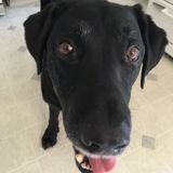 House and pet-sitting job over Christmas Dec. 20-27