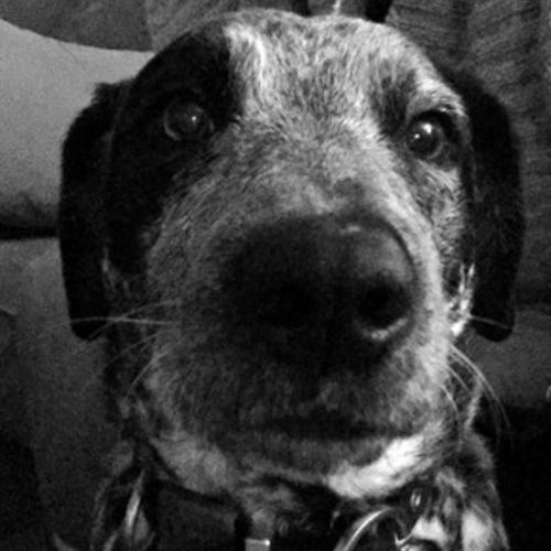 House Sitter Provider Christine Witschger's Profile Picture