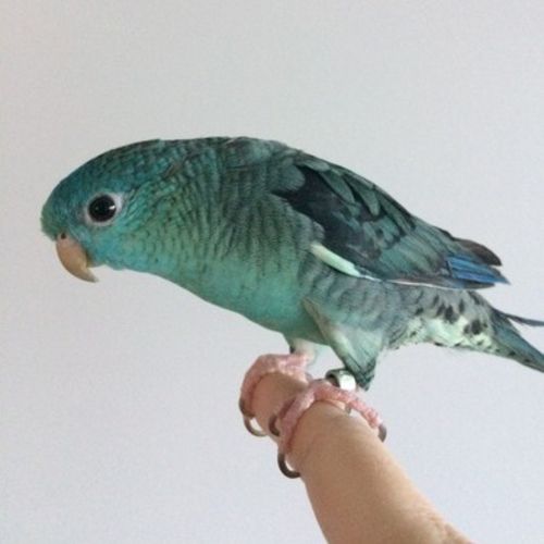 Pet Care Provider Selena K's Profile Picture