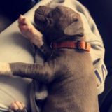 Animal sitting of any kind. Very pet friendly.