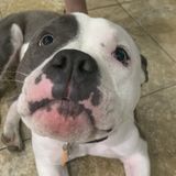 Searching for a House and Pet Sitter Opportunity in Homestead