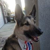 Dog Walking/ Training/ Sitting for a reasonable charge with a reliable source
