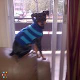 Looking for an occasional dog sitter for my male miniature pinscher