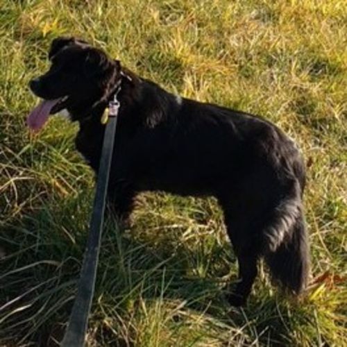 Pet Care Job Ann FRIEnd's Profile Picture