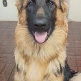 Racine, Wisconsin Pet Carer Job