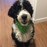Looking for someone to walk/take my cute bernadoodle out at lunch