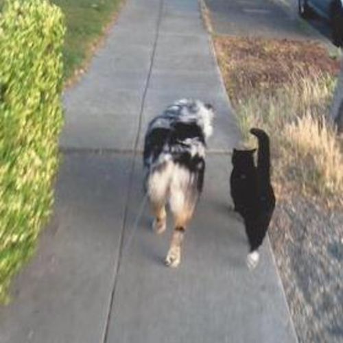 Pet Care Provider Lori M's Profile Picture