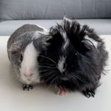 Care needed for guinea pig and rabbits