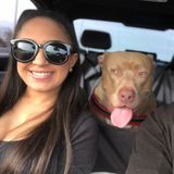 Pet Sitter