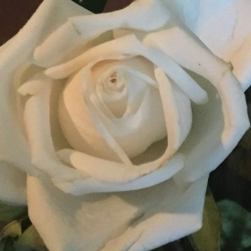 Housekeeper Provider Katia Salles's Profile Picture