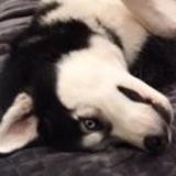 Loving Pet Care Provider Wanted Near Nashville, TN