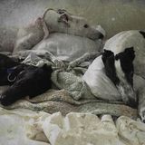 Needed: a Passionate Dog Lover in High Point