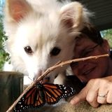 Available: Passionate Animal Lover in Sylva and surrounding areas.
