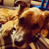Need dog sitter ASAP: June 6-9