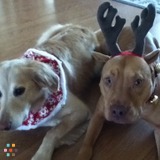 Dog Walking,Training and More!