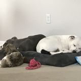 Hardworking Pet Sitter Available Immediately