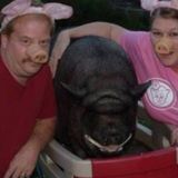 Animal Lover/Pet Sitter Needed