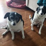 Qualified Dog Trainer Available Immediately