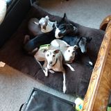 Experienced pet lover, animal adovcate and rescue foster Mom looking to provide your furry family member the best care ever