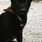 Employing a reliable dog sitter in Anchorage