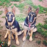 Two German Shepards (Nov 20-29) Bismarck, Halliday, dickinson