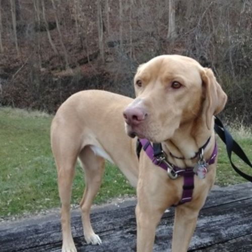 Pet Care Job Janet B's Profile Picture