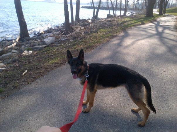 Experienced, Loving Pet walker and sitter!