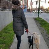 Dog Behaviourist offering patience, love and help for any dog-difficult dogs are more than welcome since no dog scares me!