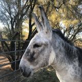Need Overnight Pet Sitter for Small Ranch
