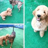 Seeking Salem Dog Lover