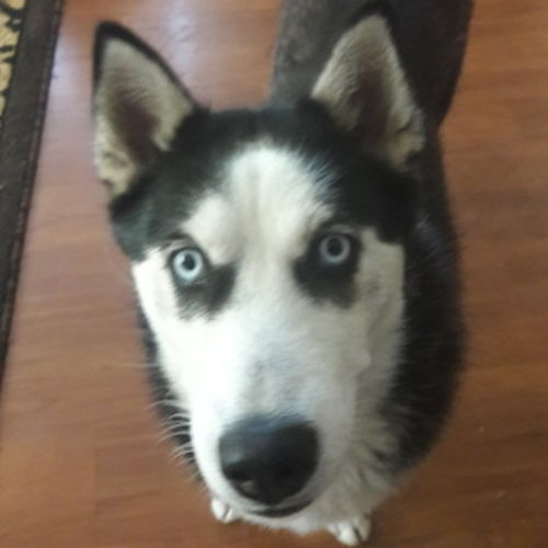 Pet Care Provider Kimberli B's Profile Picture