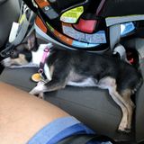 Qualified Animal Lover in Woodbridge ,Virginia