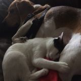 Doggy Cuddler in Satellite Beach, Florida