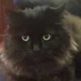 Dog walker/cat feeder in Vaughan