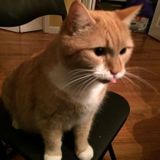 No Place Like Home Pet/House Sitting