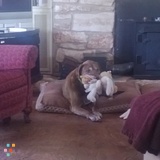 extended House/Dog sitting