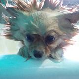 Love the Furbabies!