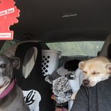 For Hire: Capable House and Pet Sitter in Crescent City