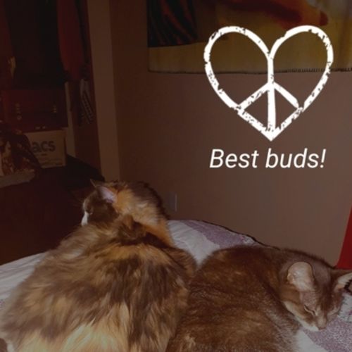 Pet Care Provider Tina V's Profile Picture