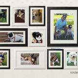Looking For a Petsitter Job in Wellington