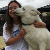 Experienced Dog Caretaker and Animal Lover