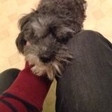 Love pets!