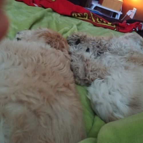 Pet Care Provider Lindsay C's Profile Picture